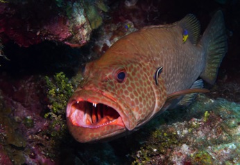 Tiger Grouper being cleaned